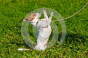 A small dog breed parson-russell terrier on a leash stands on its hind legs. Dog in the park during a walk