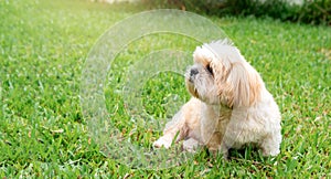 Small dog breeds shih tzu brown fur in green lawn.