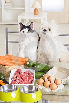 Small dog and cat observe the preparation of natural organic food