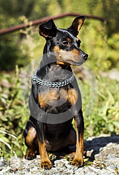 Small dog with chain around his neck is on a blurred background at autumn