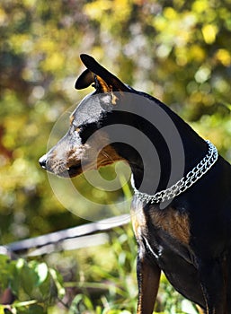 Small dog with chain around his neck is on a blurred background at autumn