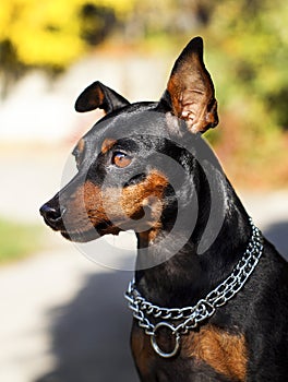 Small dog with chain around his neck is on a blurred background at autumn