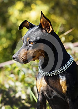 Small dog with chain around his neck is on a blurred background at autumn