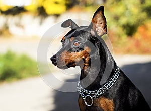 Small dog with chain around his neck is on a blurred background at autumn