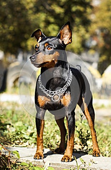 Small dog with chain around his neck is on a blurred background at autumn