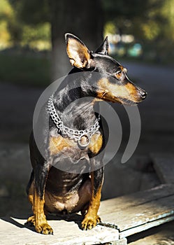 Small dog with chain around his neck is on a blurred background at autumn