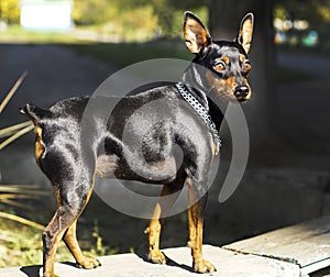 Small dog with chain around his neck is on a blurred background at autumn