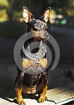 Small dog with chain around his neck is on a blurred background at autumn