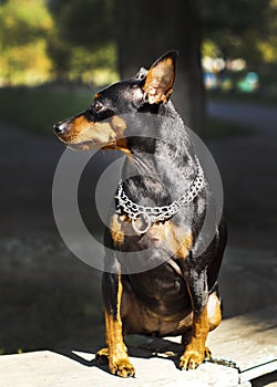 Small dog with chain around his neck is on a blurred background at autumn