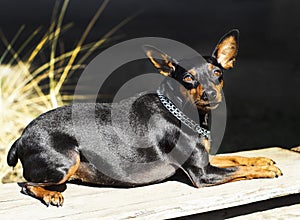 Small dog with chain around his neck is on a blurred background at autumn