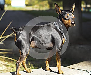 Small dog with chain around his neck is on a blurred background at autumn