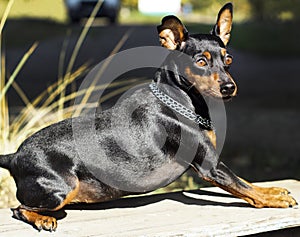 Small dog with chain around his neck is on a blurred background at autumn