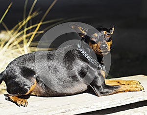 Small dog with chain around his neck is on a blurred background at autumn