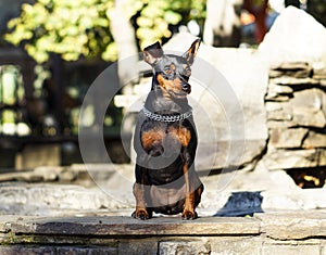 Small dog with chain around his neck is standing on the stone fence