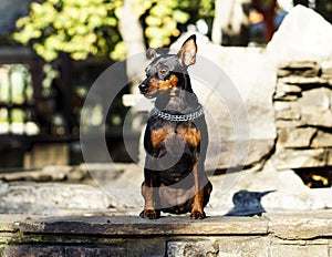 Small dog with chain around his neck is standing on the stone fence