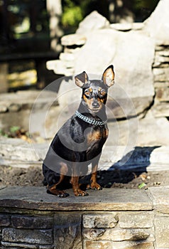 Small dog with chain around his neck is standing on the stone fence