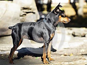 Small dog with chain around his neck is standing on the stone fence