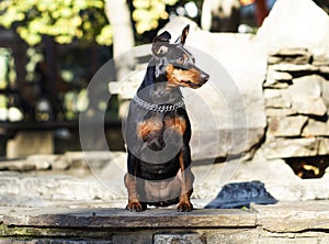 Small dog with chain around his neck is standing on the stone fence