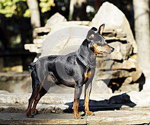 Small dog with chain around his neck is standing on the stone fence