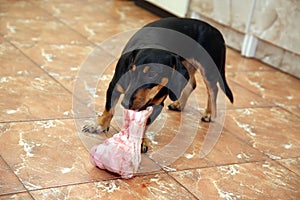 Small dog chewing on big bone