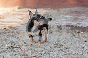 Small dog, chihuahua.Chihuahua dog on the sand in the forest