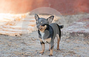 Small dog, chihuahua.Chihuahua dog on the sand in the forest