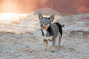 Small dog, chihuahua.Chihuahua dog on the sand in the forest