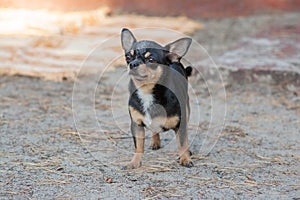 Small dog, chihuahua.Chihuahua dog on the sand in the forest