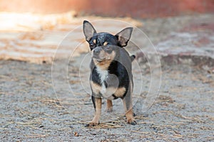 Small dog, chihuahua.Chihuahua dog on the sand in the forest