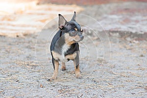 Small dog, chihuahua.Chihuahua dog on the sand in the forest