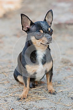 Small dog, chihuahua.Chihuahua dog on the sand in the forest