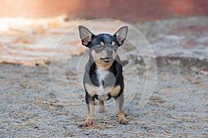 Small dog, chihuahua.Chihuahua dog on the sand in the forest