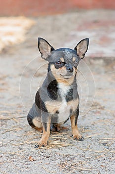 Small dog, chihuahua.Chihuahua dog on the sand in the forest