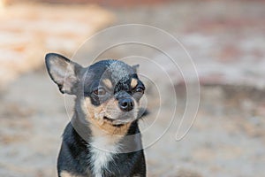 Small dog, chihuahua.Chihuahua dog on the sand in the forest