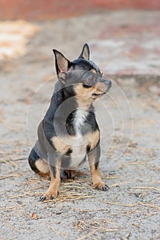 Small dog, chihuahua.Chihuahua dog on the sand in the forest