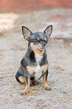 Small dog, chihuahua.Chihuahua dog on the sand in the forest