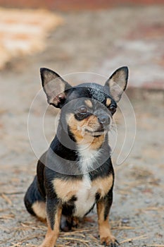 Small dog, chihuahua.Chihuahua dog on the sand in the forest