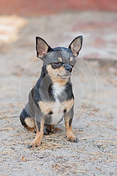 Small dog, chihuahua.Chihuahua dog on the sand in the forest