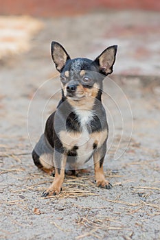 Small dog, chihuahua.Chihuahua dog on the sand in the forest