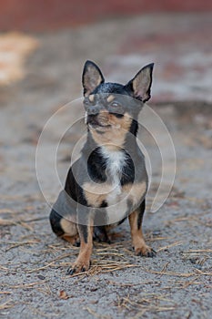 Small dog, chihuahua.Chihuahua dog on the sand in the forest