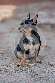 Small dog, chihuahua.Chihuahua dog on the sand in the forest