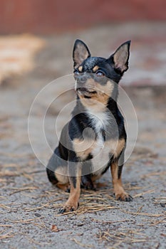 Small dog, chihuahua.Chihuahua dog on the sand in the forest