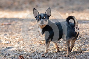 Small dog, chihuahua.Chihuahua dog on the sand in the forest