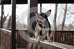 Small dog, chihuahua.Chihuahua dog on the sand in the forest.A series of photos with a small dog