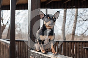 Small dog, chihuahua.Chihuahua dog on the sand in the forest.A series of photos with a small dog