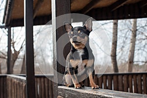 Small dog, chihuahua.Chihuahua dog on the sand in the forest.A series of photos with a small dog