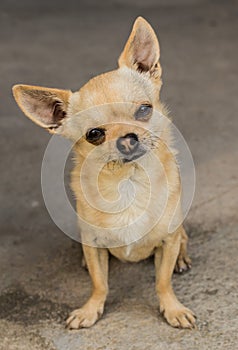 Small dog chihuahua stand concrete deep