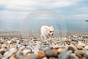 Small dog Chihuahua walking along the beach by the sea