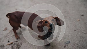 A small dog Dachshund runs to the camera and barks menacingly. Cool pet. Beautiful animal.