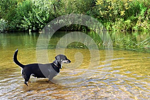 Small dog dachshund stands in the water